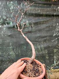 pre bonsai 