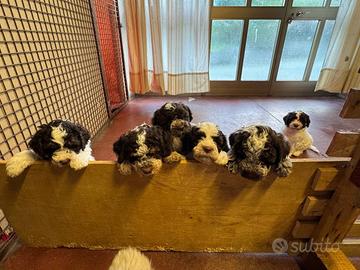 Lagotto Romagnolo Cuccioli
