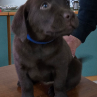 Cuccioli Labrador Chocolate con Pedigree