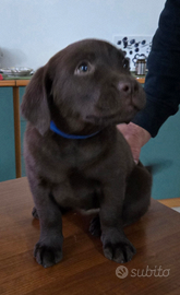 Cuccioli Labrador Chocolate con Pedigree