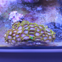 Coralli