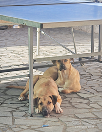 Cuccioli media taglia