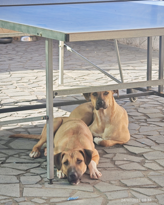 Cuccioli media taglia