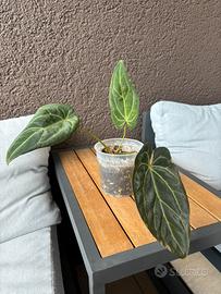 Anthurium Ace of Spades INDO