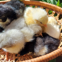 Australorp, marans, sussex
