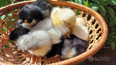 Australorp, marans, sussex