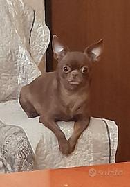 Chihuahua adulta