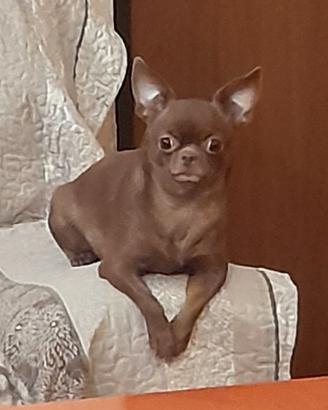 Chihuahua adulta