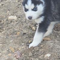 Siberian husky cuccoli original