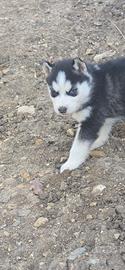 Siberian husky cuccoli original