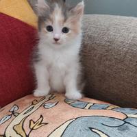 Gattini a pelo semilungo