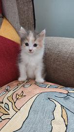 Gattini a pelo semilungo