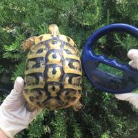 Tartarughe femmine testudo hermanni