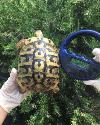 Tartarughe femmine testudo hermanni