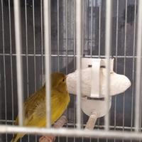 Ibrido