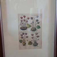 Quadro con ciclamini botanica