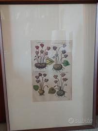 Quadro con ciclamini botanica