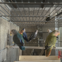 Pappagallini roseicollis agapornis