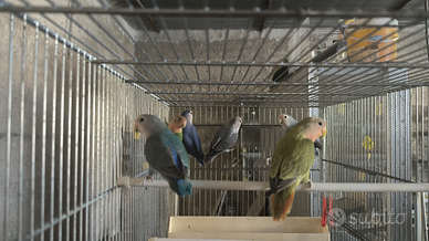 Pappagallini roseicollis agapornis