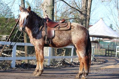 Cavallo per tutti