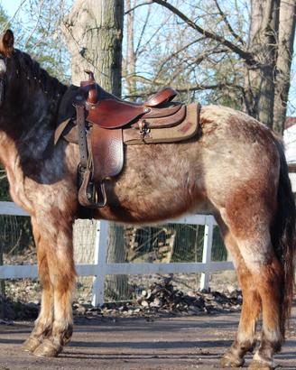 Cavallo per tutti