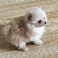Cuccioli di spiz di Pomerania nano