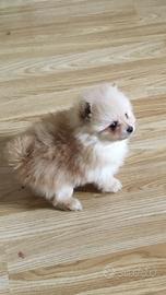 Cuccioli di spiz di Pomerania nano