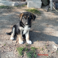 Cuccioli di pastore tedesco