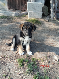 Cuccioli di pastore tedesco