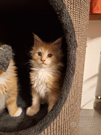 Cucciola maine coon