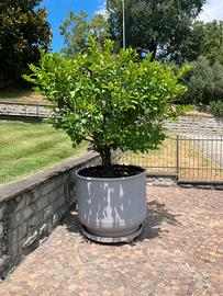 Pianta di limoni