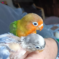 Inseparabili allevati a mano