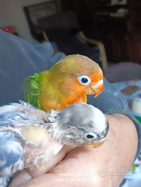 Inseparabili allevati a mano