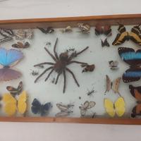 Ragni e farfalle teca