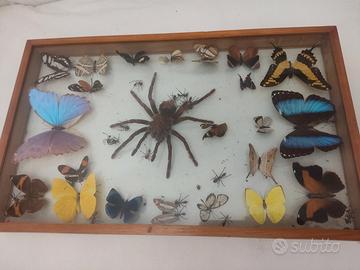 Ragni e farfalle teca