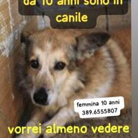 Nina 10 anni taglia media in canile