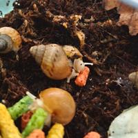 Achatina Chiocciole Africane - Fulica "White Jade"