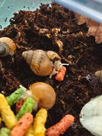 Achatina Chiocciole Africane - Fulica "White Jade"