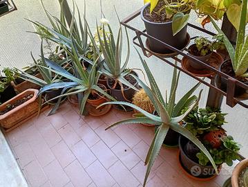 🌿 PIANTE DI ALOE VERA 🌿
