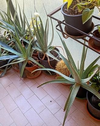 🌿 PIANTE DI ALOE VERA 🌿