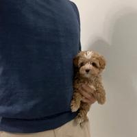 Maltipoo bicolor mini toy Maltese Barboncino