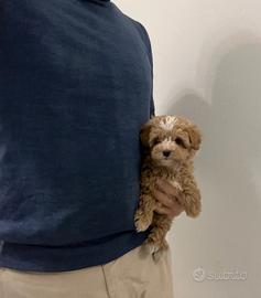 Maltipoo bicolor mini toy Maltese Barboncino