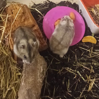 Criceti roborosky e russi