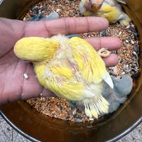 Inseparabili