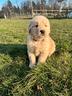 maschio-golden-retriever-americano-collare-grigio