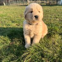 Maschio Golden Retriever Americano collare grigio