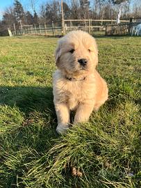 Maschio Golden Retriever Americano collare grigio