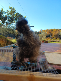 Moroseta pezzate 2 mesi