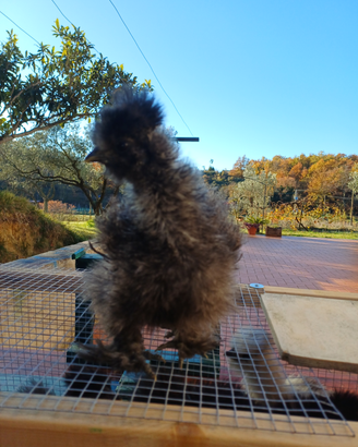 Moroseta pezzate 2 mesi