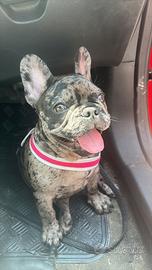 Bulldog francese